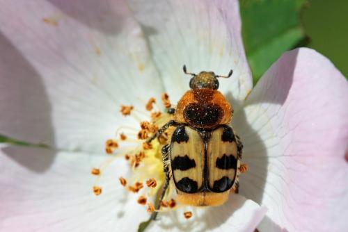 Réf. 232 513 : Trichius sp.